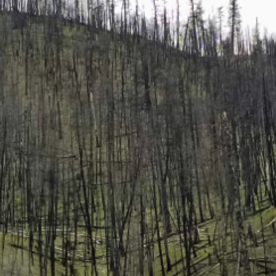 Lolo Mountain Fire Damage